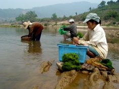 Women harvest kai on the Mekong.