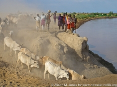 Herders lead their cattle to the Omo River to drink.