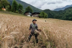 A farmer harvests barley in Chala, one of many fertile villages on the banks of the Nu River.