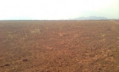 The land in Bodi after clearing for a plantation