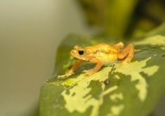The Kihansi spray toad was extinct by a dam in Tansania