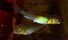 Nanochromis splendens - one of the 1269 fish species in the Congo River