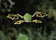 Sarawak's flying frogs can glide up to 20 meters