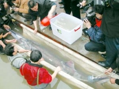 Treatment was given to a Chinese paddlefish found in the Yangtze, Yibin, Sichuan Province, 2003.