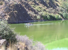 Toxic algae blooms regularly poison PacifiCorp’s Klamath reservoirs. A lawsuit filed against PacificCorp last year states that the company has been aware of the problem for at least six years but has failed to correct it.