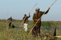 Ma'dan (Marsh Arabs) in the restored Iraqi Wetlands