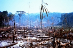Deforestation and Burning in the western Brazilian Amazon