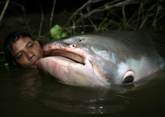 Giant catfish