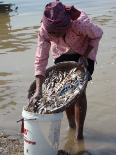A woman in Cambodia makes fish paste near the Mekong River