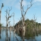 Dead trees in the Petit Saut reservoir, French Guiana